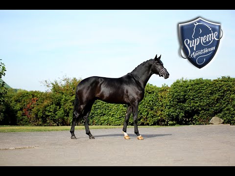 'Lifton' 2016 Colt by Le Vivaldi