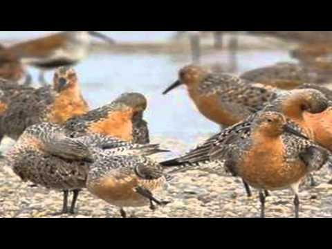 Bird Migration  - The Story of B95