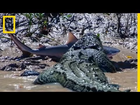 Un crocodile se bat contre un requin-bouledogue