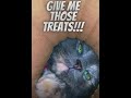TOP 3 cat treats on Amazon