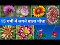 15 गर्मियों का फूल summer flower list