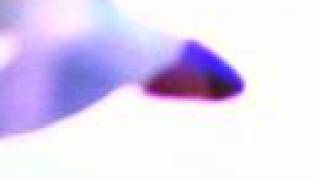 julia shammas holter "office of the dead"