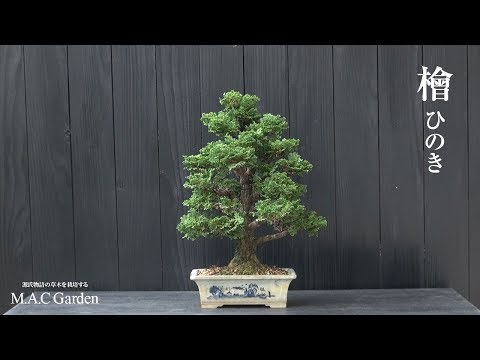 小貝ヒノキ 植物
