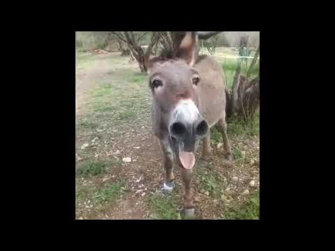 Asino EBBASTA - asino che raglia con l'Auto-Tune