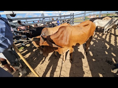 Feira do gado em Craíbas Al, dia 21/03/2026.