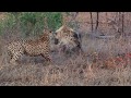 Video for Tintswalo Safari Lodge