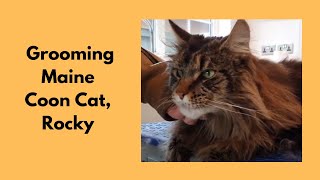 Maine Coon Cat Grooming - Belly Shave