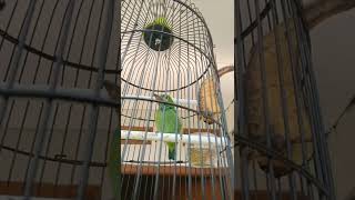 Download lagu burung takur,tohtor/cangcarang mp3 Download lagu burung takur,tohtor/cangcarang mp3