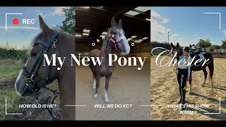 Q&A ALL ABOUT MY NEW PONY... CHESTER! š“