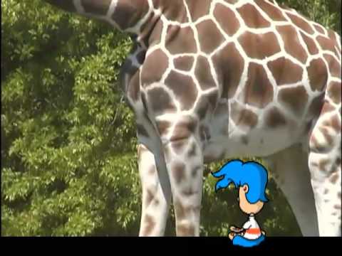 Billy Blue Hair - Why Do Giraffes Have Long Necks?