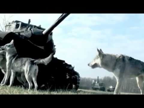 Filmtier, Wolfshund, www.filmwolf.de  "Welt ohne uns" von Rodar con lobos Regisseur Mirko Borscht.