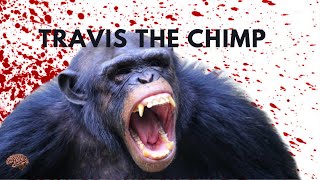 When Animals Attack: The Horror Of Travis The Chimp