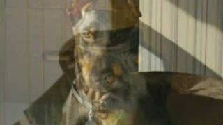Hand Me Down Dobes - Doberman Rescue