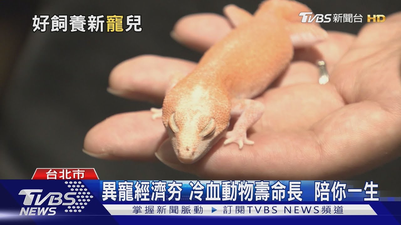 爬蟲寵物市場崛起！　年輕世代瘋養「鬆獅蜥」