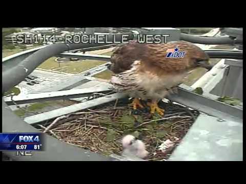 Red tailed hawk nest spotted in Uptown Dallas