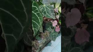 Download lagu ngaji tauhid | Gus muhlason mp3