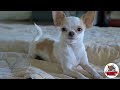 Steve McGrew -- "One Sick Puppy"