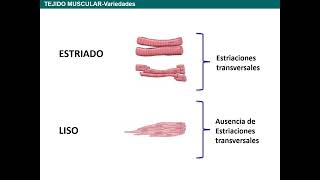 Tejido Muscular Paula Pouso 2026