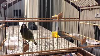 Download lagu Black Siskin vs Canary -mule mp3 Download lagu Black Siskin vs Canary -mule mp3