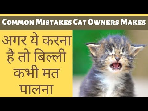 Common Mistakes Cat owners Made, Billi palne walo se kya galti hoti hai, Billi mat palo | by Parveen