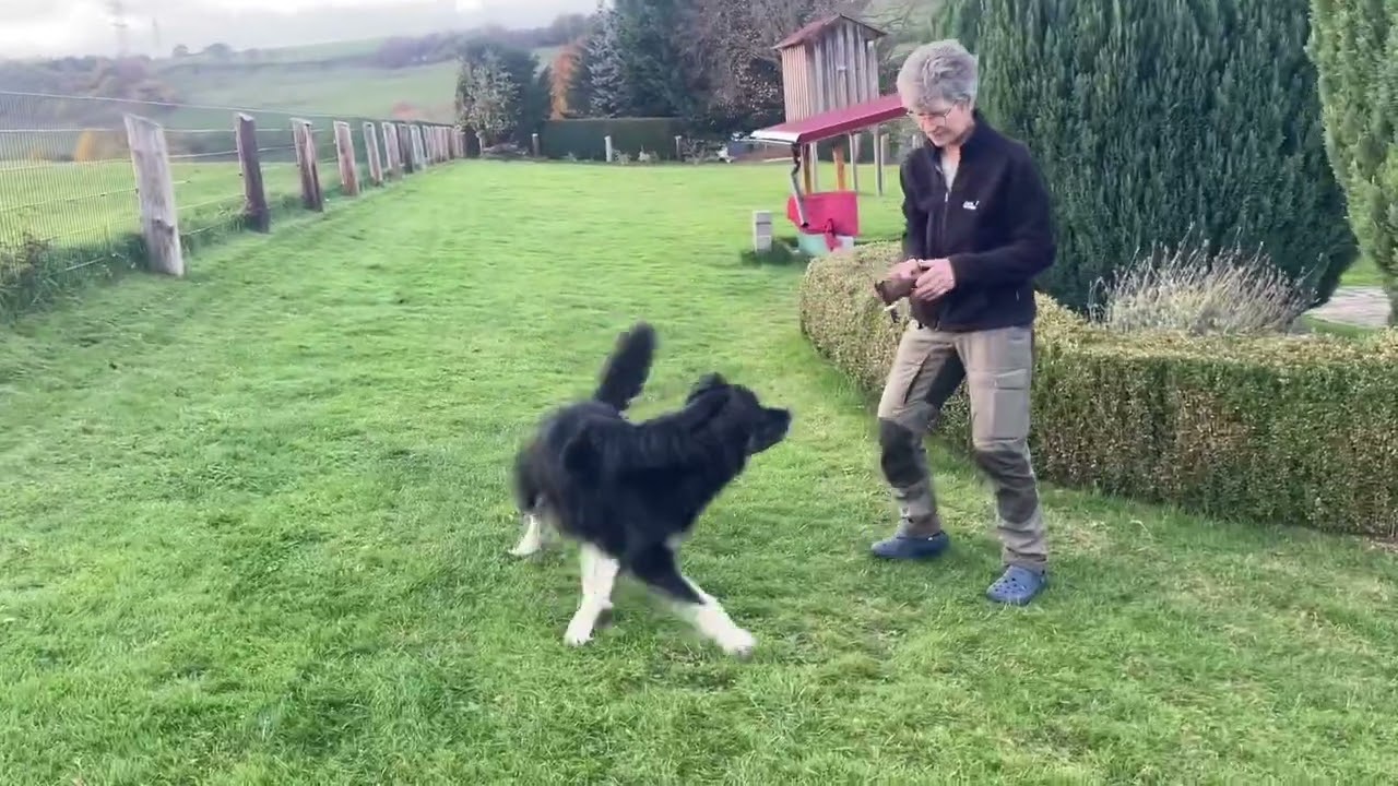 Apportieren mit Herz – so lernt dein Hund spielend das Bringen