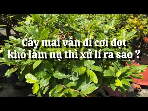 Cuối tháng 8 cây mai vẫn đi cơi đọt khó làm nụ thì phải làm sao ? // 21-8 âl