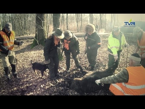 Darz Bór odc. 85 - Diany na polowaniu cz.1