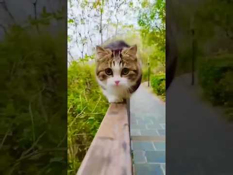🐈 cat ki awaz #short #shortvideo