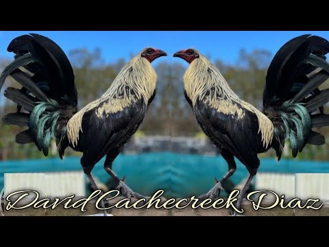 Beautiful Birds David Cachecreek Diaz Farm