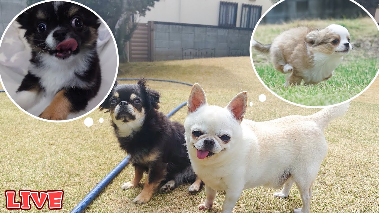 【緊急Live】里帰り会をちょびっとおすそ分け配信【ブリーダー】