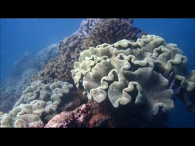 Notdunroamin: Ningaloo Reef diving