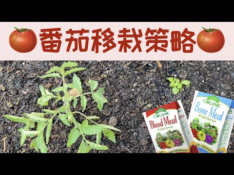 【番茄移栽】种植西红柿土壤准备和移栽策略｜这样移栽西红柿丰收可期省心省力｜Transplanting Tomato Seedlings