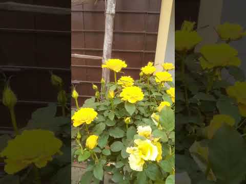 Rose plant john john