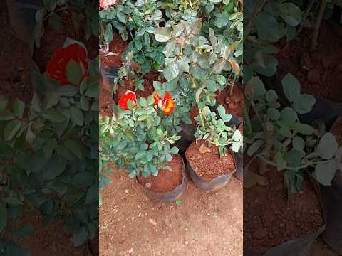 #shorts #tamil #song #rose #plants