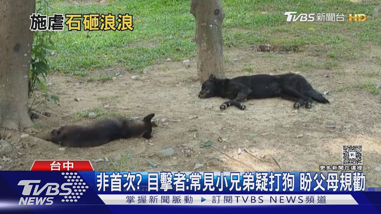 小兄弟疑打狗 正義姐震撼教育弟弟全招了