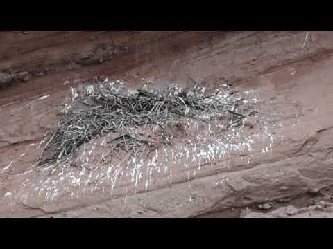 Red-Tailed Hawk Chicks in the Nest