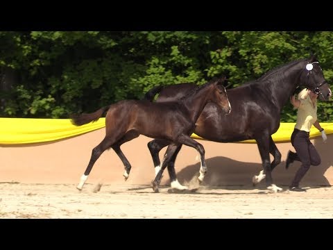 Filia, SF von Fuerst Wilhelm - Rubioso N