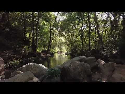 Rainforest   Relaxing Music for Sleep, Meditation, Study, Stress Relief   1080p FULL HD 1