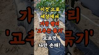 이것으로 남들보다 100배는 더 빨리 세상 가장 편하게 고추끈 묶는법