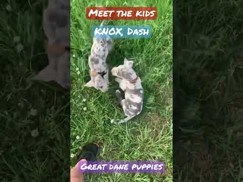 Great Dane Puppies playing. Meet KNOX & DASH