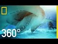 360 Great Hammerhead Shark Encounter National Geographic