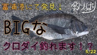 【館山釣り情報】でか！クロダイを発見しました(*'▽')5/22【釣りっぱり】