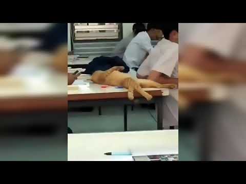 Funny cats||compilation ||study time