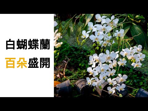 白色蝴蝶蘭