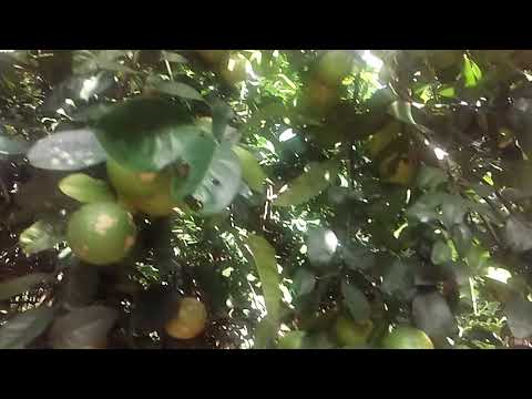 Mostrando pé de limão com bastante frutos