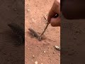 Little Lizard Rescued from Hole!