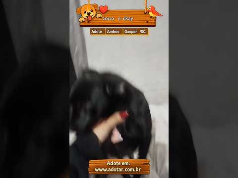 Vídeo de zorro e skay 