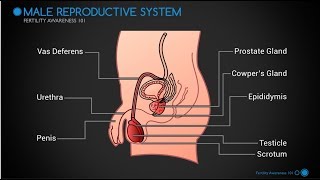 Part 1  The Male Reproductive System