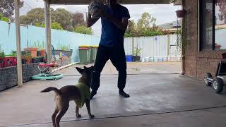 🐶Rusty!he is like baby!who wants to play with him?he is playing 24/7days! I am very tired but happy