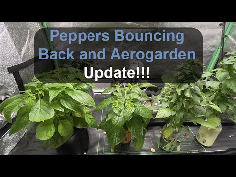 Project Updates (January 2022) for Peppers and Orchids.